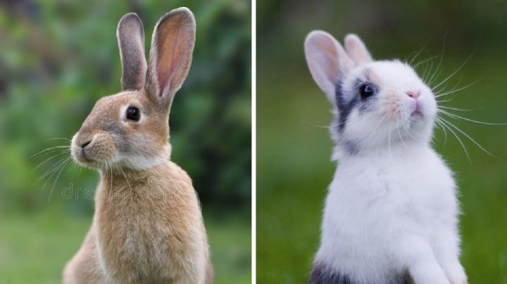 10 datos curiosos de los conejos que tal vez no sabías de estos adorables animalitos