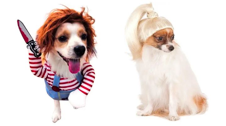 Amazon pone en oferta 3 disfraces de Halloween para perro chihuahua: chiquitos y divertidos
