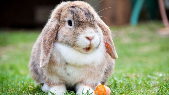 ¿Qué pasa si tienes un conejo en casa con la nueva Ley de Bienestar Animal?