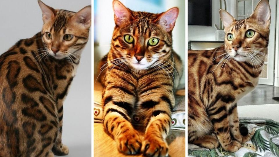 Gatos que se parecen mucho a los tigres por las franjas de su cuerpo