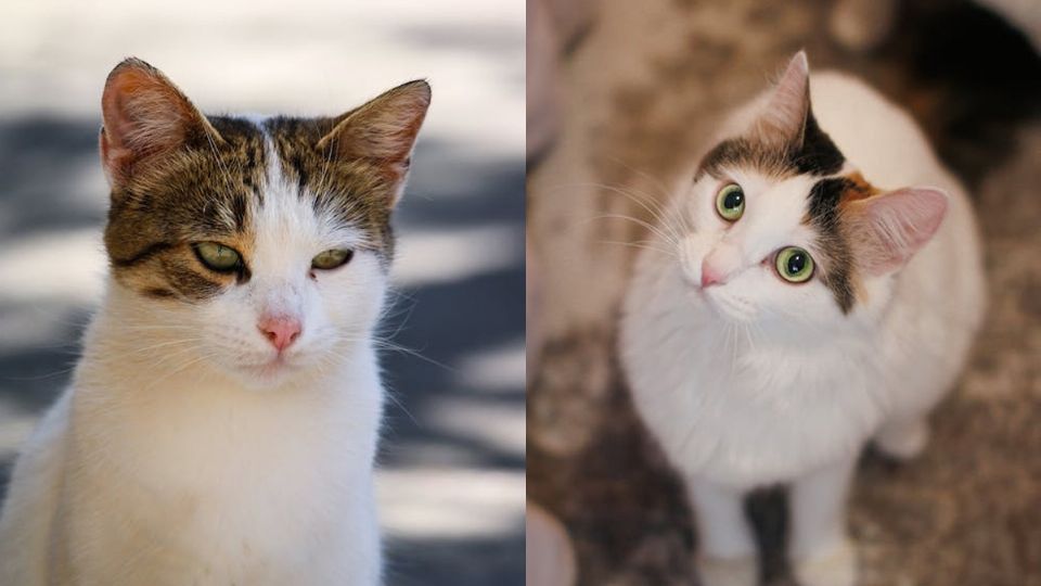Una nueva investigación revela la intención de las expresiones faciales de los gatos