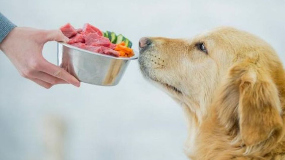 ¿Qué pasa si combino comida con las croquetas de mi perro?