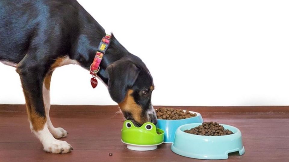 ¿Cuáles ingredientes en la comida de perro se deben evitar?