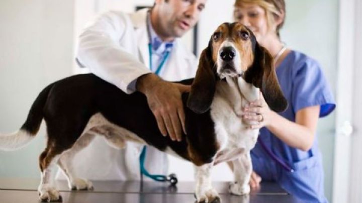 Extraña tos en perros alarma a los veterinarios: ¿cuáles son los síntomas y cómo prevenirla?