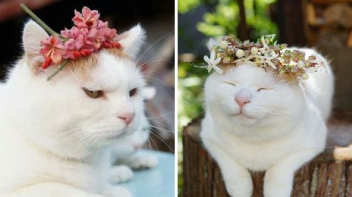 3 flores bonitas pero toxiquísimas para gatos: ¡evítalas en tu casa!