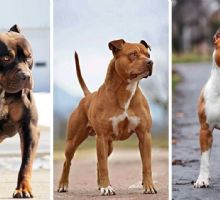 7 nombres rusos para perros rudos imponentes con su significado