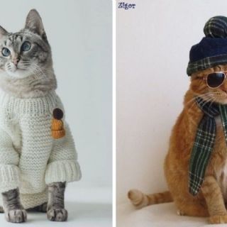 ¿Qué temperatura se considera frío para un gato?