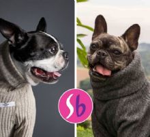 Suburbia tiene en oferta 3 suéteres para perro: están bien calientitos y bonitos