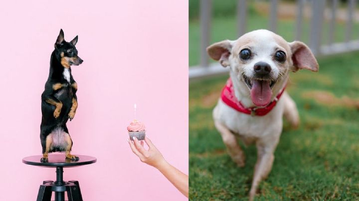 ¿Cuánto es lo máximo que puede vivir un perro Chihuahua y qué enfermedades tienen?