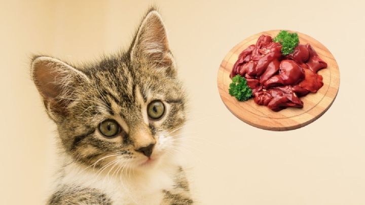 ¿Mi gato puede comer hígado de pollo crudo?