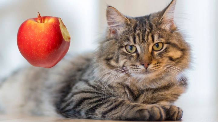 ¿Mi gato puede comer manzana? Tips para que sea seguro