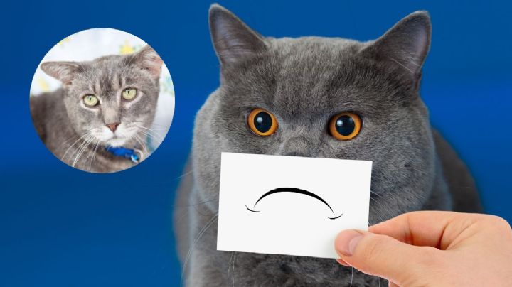 ¿Qué hacer si mi gato está triste? 3 mejores formas de ayudarlo