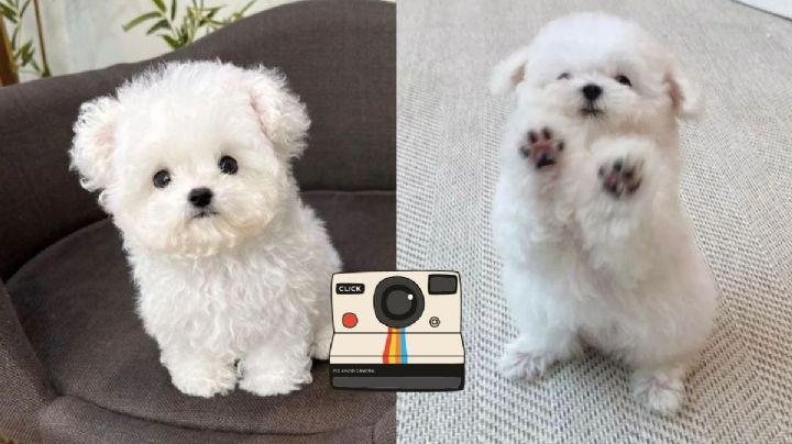 5 fotos de perritos chiquitos y tiernos para alegrar tu día