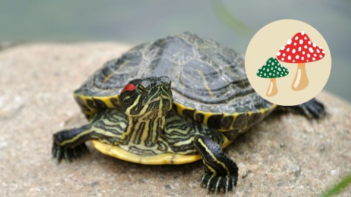 3 tips para curar los hongos del caparazón de una tortuga