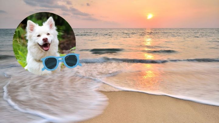 3 playas bonitas que puedes visitar con tu perro en Semana Santa