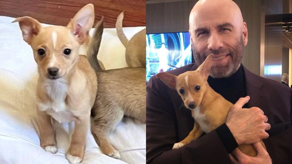 Durante los Premios Óscar 2022, John Travolta adoptó a una perrita abandonada