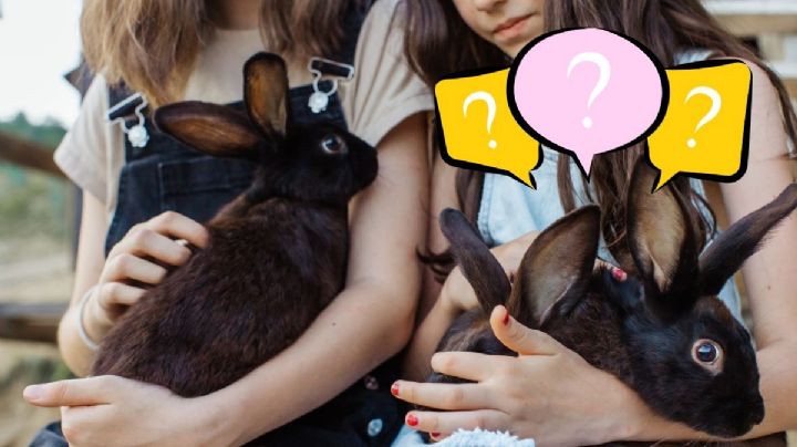 ¿Qué significa que un conejo te lame y por qué es algo tan tierno?