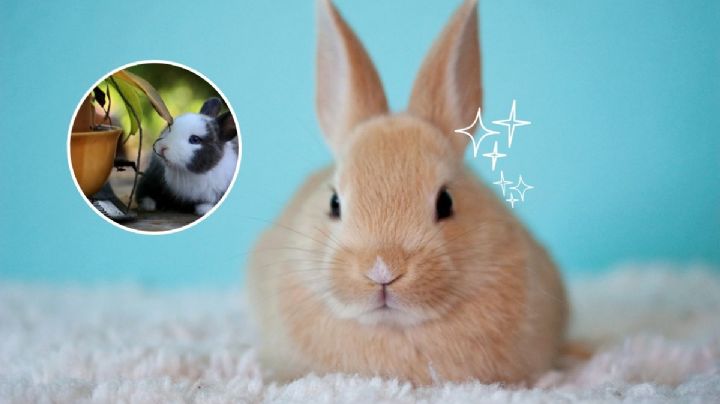 5 FOTOS  de conejos bebés tiernos para alegrar tu día