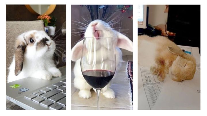 5 FOTOS de conejos graciosos y tiernos para reír y compartir