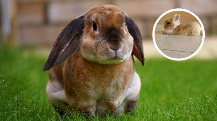 5 características de un conejo con golpe de calor