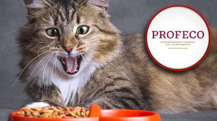 Comida para gatos buena y barata según la Profeco en 2023