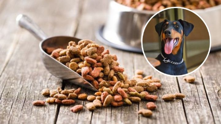 ¿Qué dar de comer a un perro si no tienes pienso?