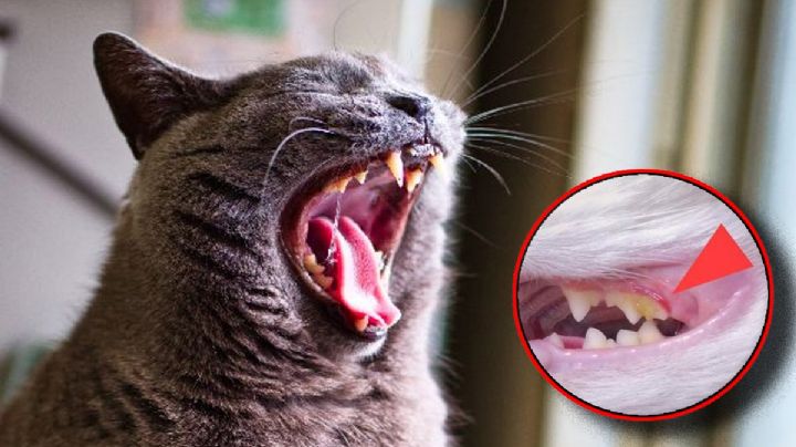 ¿Qué hacer cuando se le caen los dientes a mi gato?