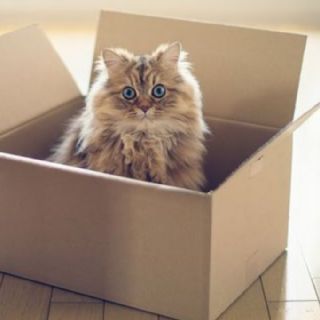 ¿Cómo hacer un juguete divertido para gatos con una caja de cartón?