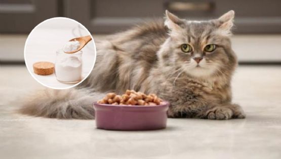 ¿Qué pasa si mi gato come bicarbonato de sodio?