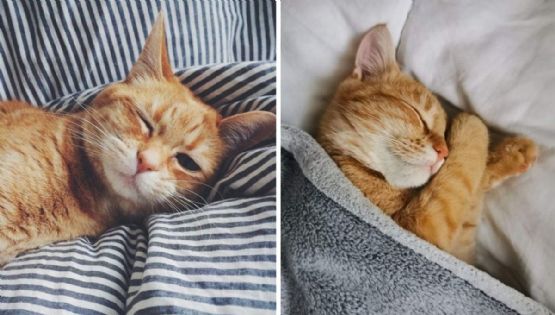 5 MEMES de gatos desvelados para compartir y empezar la semana