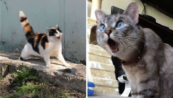 7 memes de gatos asustados por si hay un sismo este 19 de septiembre