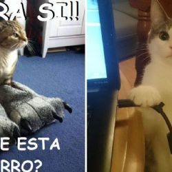 5 memes de gatos chistosos para olvidar que tuviste un mal día