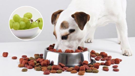 ¿Qué pasa si mi perro come uvas verdes?