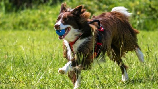 5 razas de perros divertidas y graciosas: todo el día vas a reír