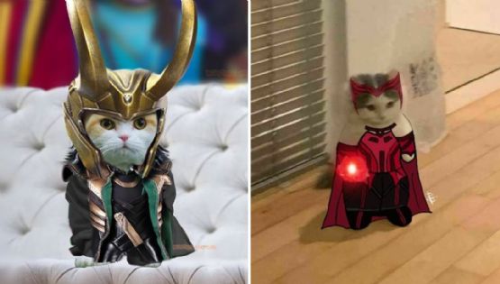 5 nombres de Marvel para gatos con el mejor significado