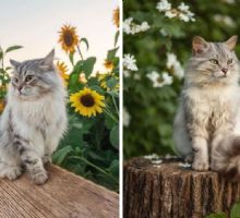 5 nombres de gatos bonitos y originales: te van a envidiar
