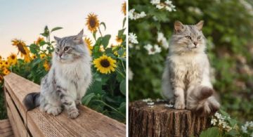 5 nombres de gatos bonitos y originales: te van a envidiar