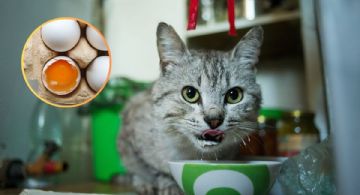¿Qué pasa si mi gato come huevo crudo?
