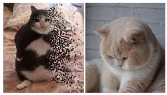 7 memes de gatos gorditos y redondos: morirás de ternura