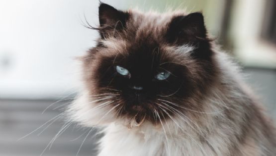 5 cosas que tu gato odia de ti y debes cambiar inmediatamente