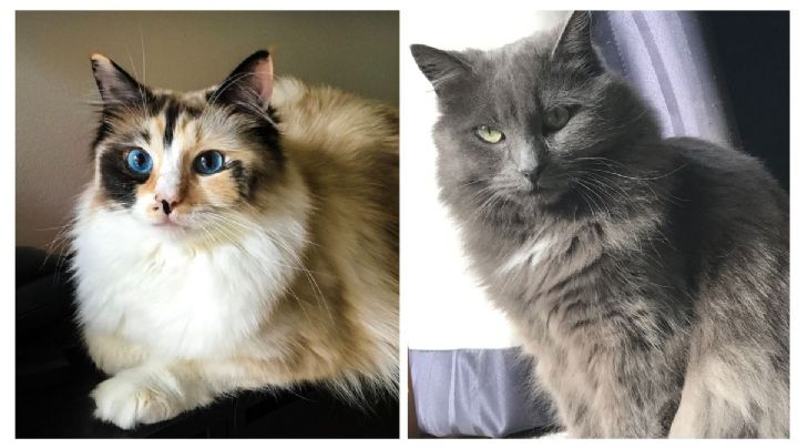 5 razas de gatos grandes y bonitos: alegrarán tu vida todos los días