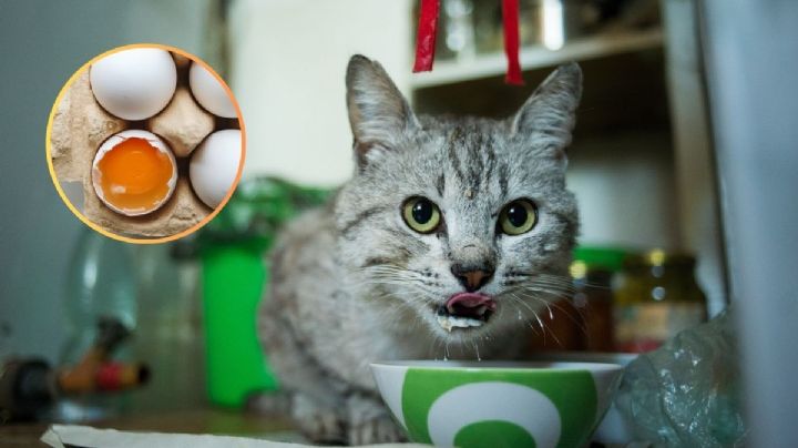 ¿Qué pasa si mi gato come huevo crudo?