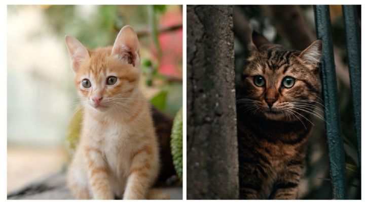 5 nombres de gatos hermosos y únicos: son las mejores opciones