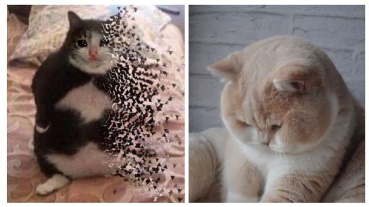 7 memes de gatos gorditos y redondos: morirás de ternura