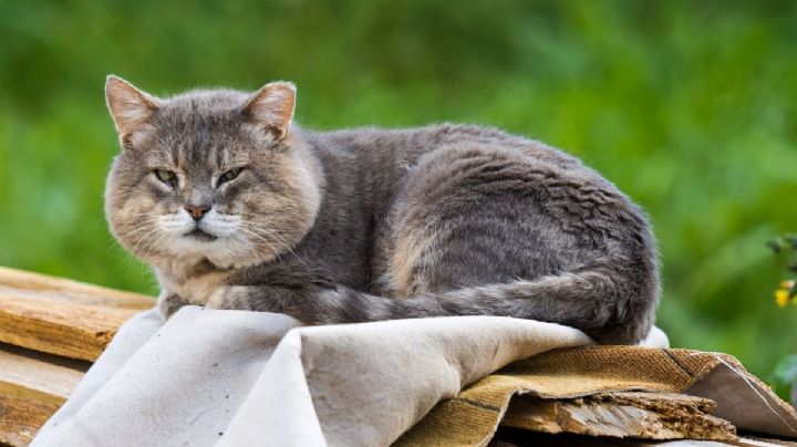 ¿Cómo cuidar a un gato mayor? 5 cosas que debes tener en cuenta