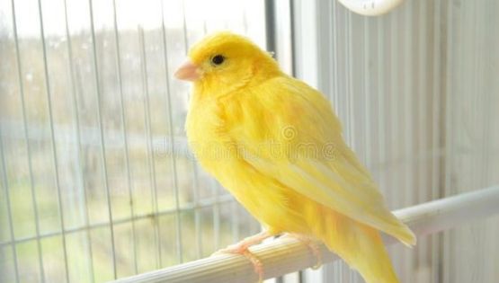 ¿Por qué los canarios dejan de cantar?