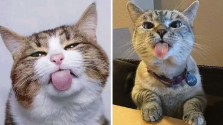 ¿Qué significa cuando un gato saca la lengua como un perro?