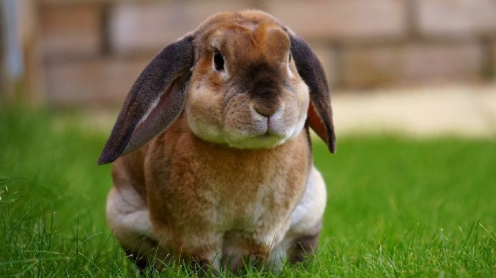 ¿Cómo puedo hacer para que mi conejo orine en un solo lugar?