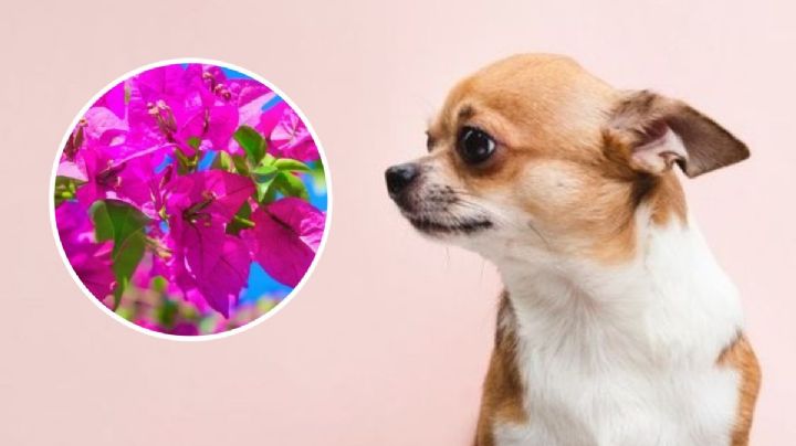 Perros: Bugambilias y otras 5 flores TÓXICAS para ellos