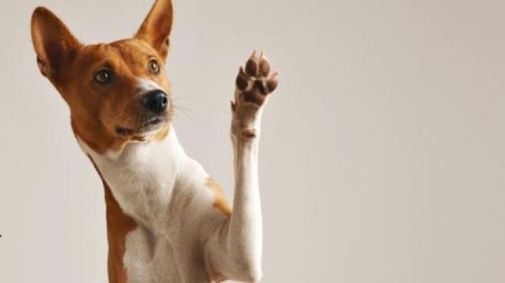 Almohadillas de las patas de los perros: 5 datos que desconocías y te harán cuidarlas más
